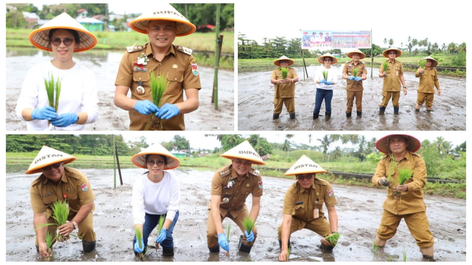 Bupati Ronald Kandoli dan Ketua TP PKK Turun ke Sawah di Tatengesan: Pacu Peningkatan Produksi Pangan Lokal